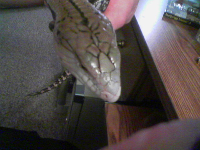 Indy the blue tongue skink