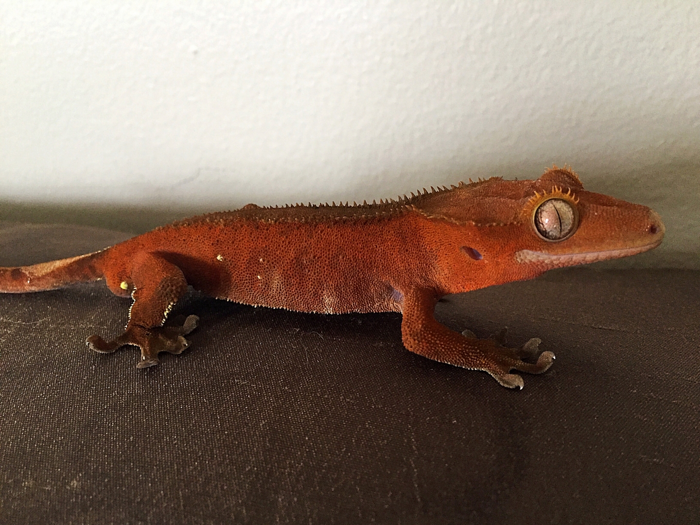 Inferno from Gecko Garden