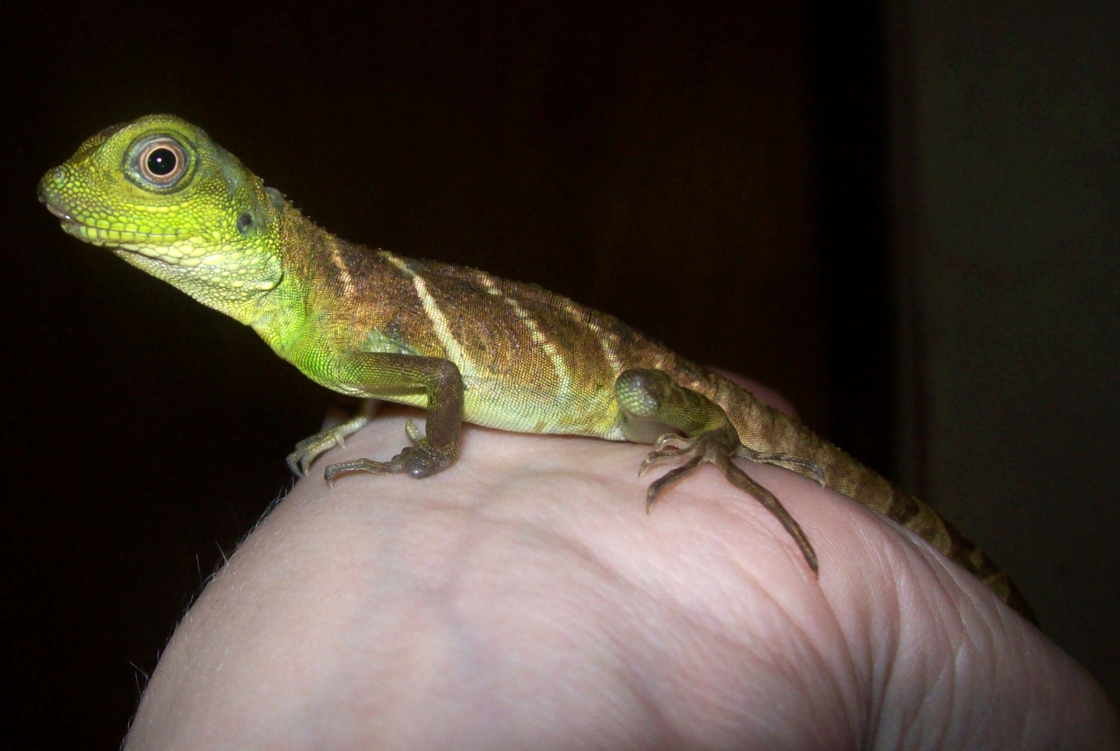 Injured Chinese Water Dragon