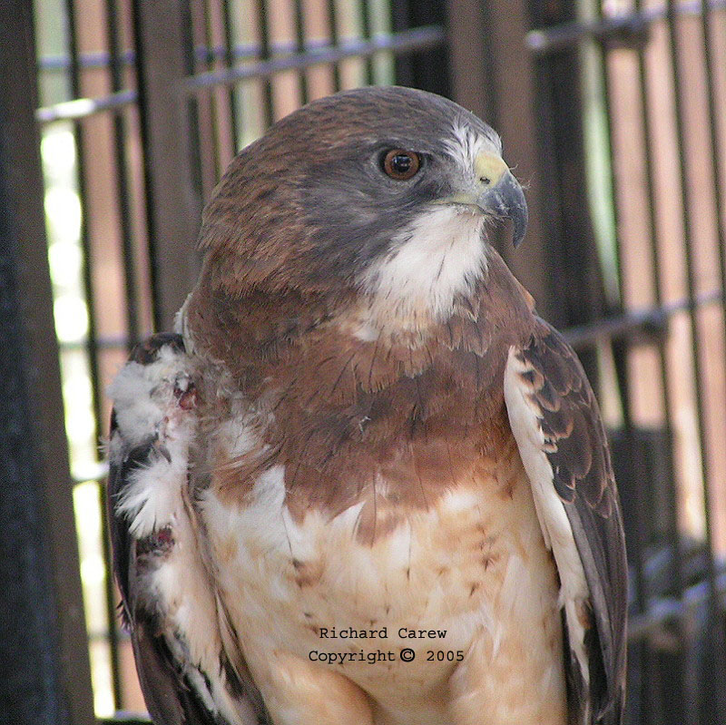 Injured Swainsons hawk