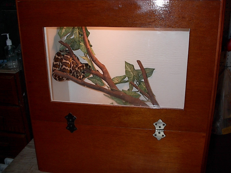 Irian Jaya carpet python