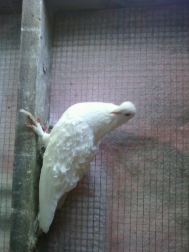 italian frillback female