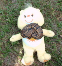 Jack On a carebear.