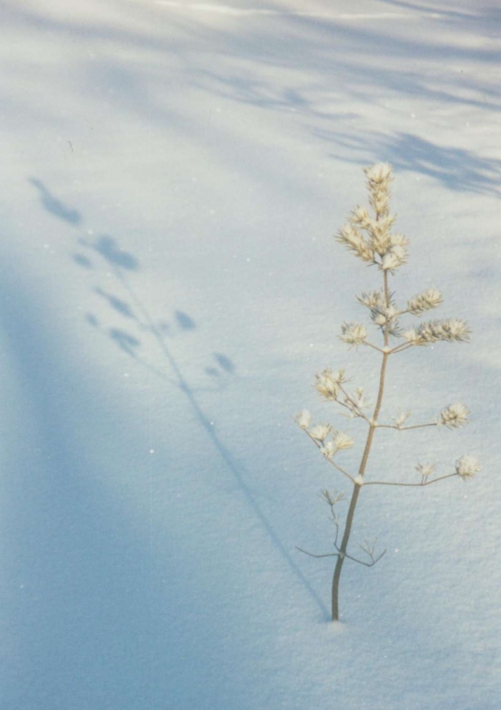 Jackpine at Dawn
