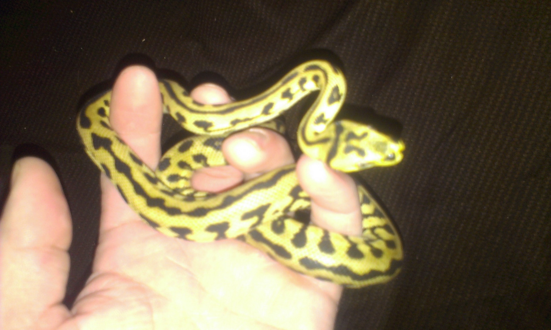 Jaguar carpet python