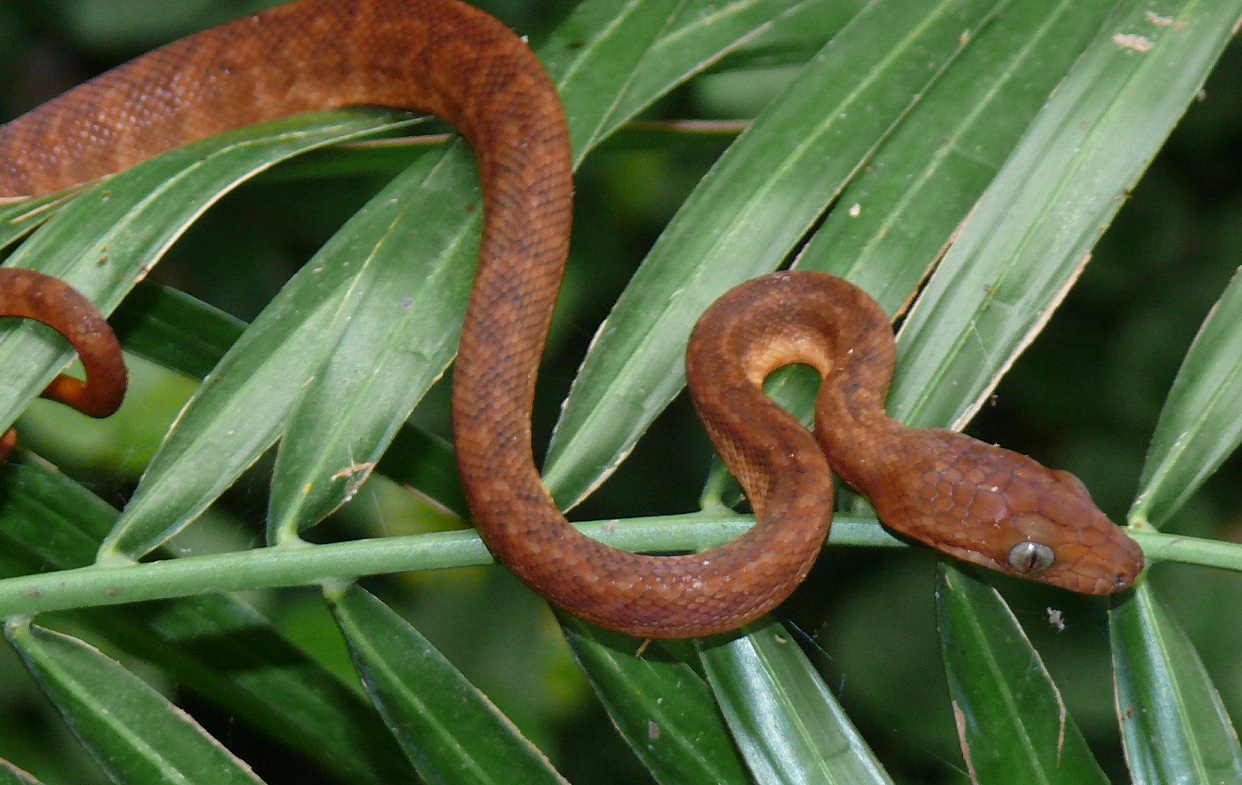 Jamaican boa CB2012