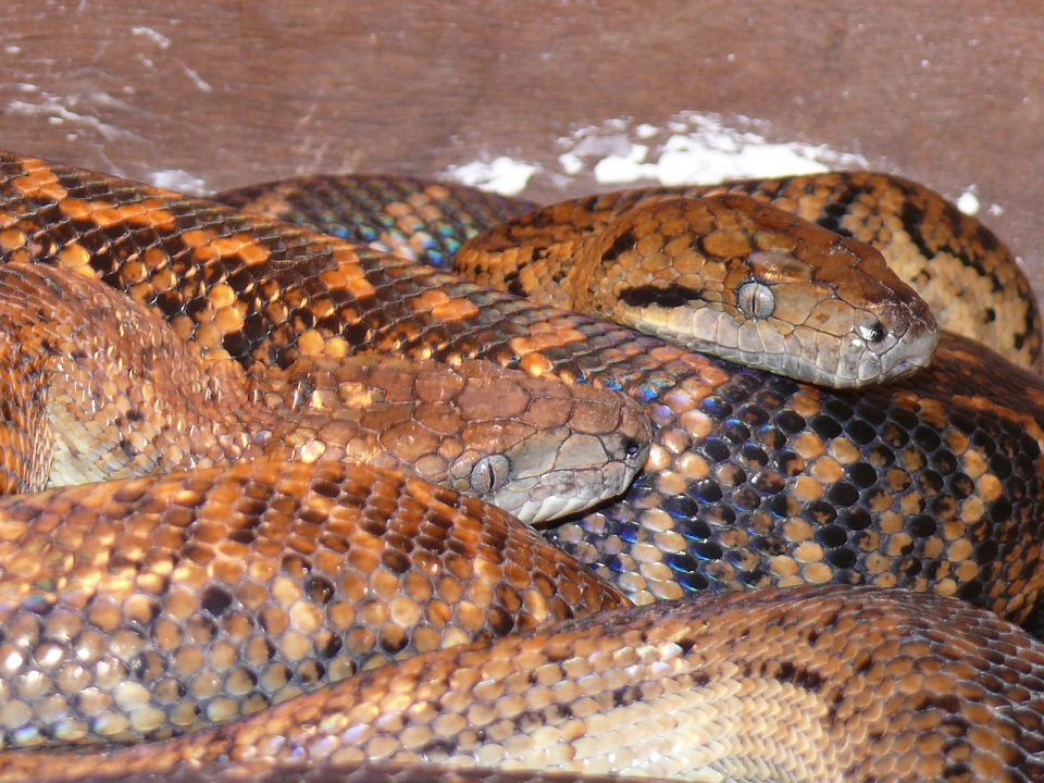 Jamaican boas breeding pair