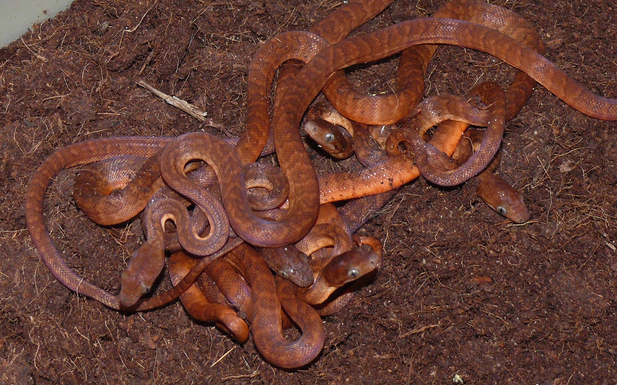 Jamaican boas CB2012