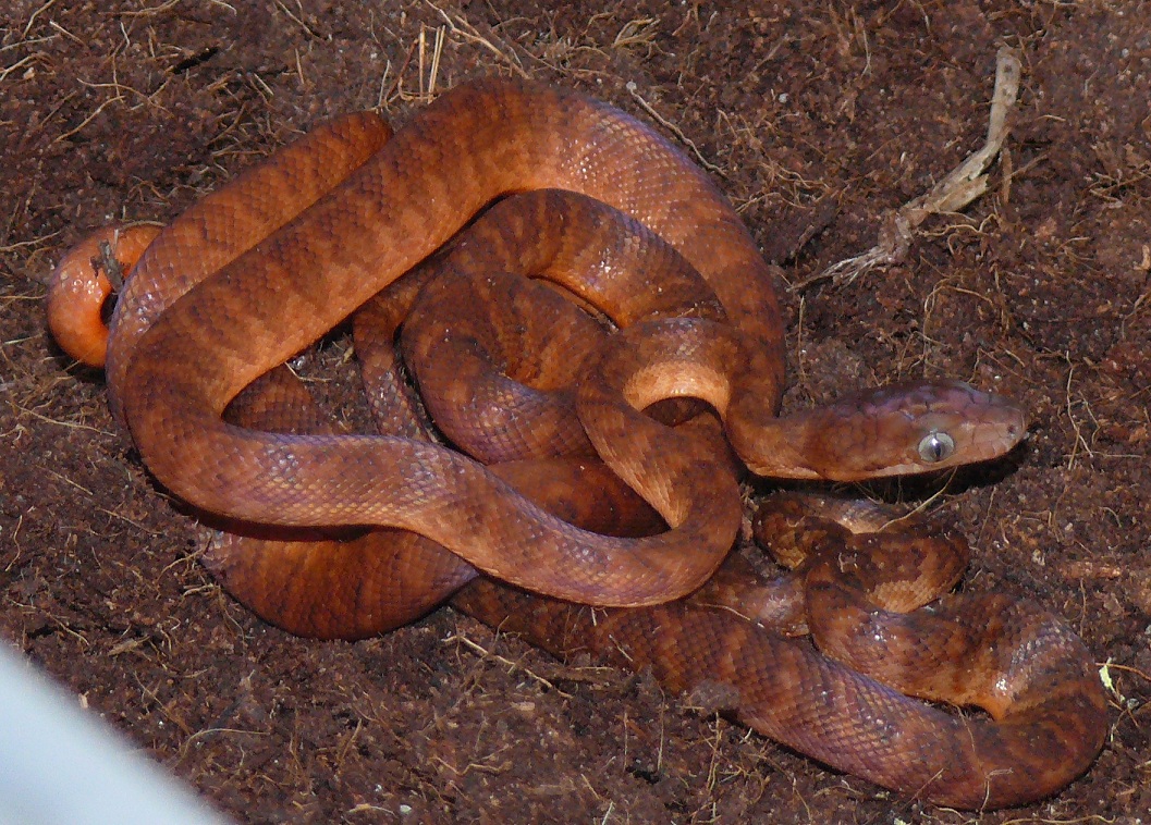 Jamaican boas CB2012