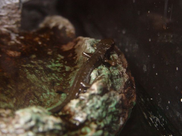 Japanese Fire Belly Newt 02