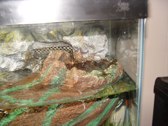 Japanese Fire Belly Newt 03