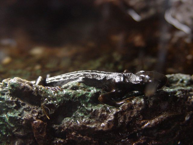 Japanese Fire Belly Newt