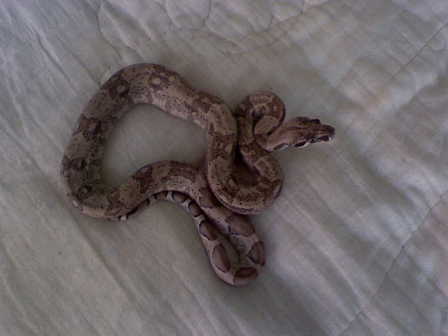 jasper