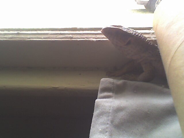 jaws looking outside