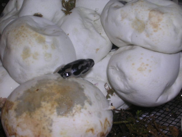 JCP hatching