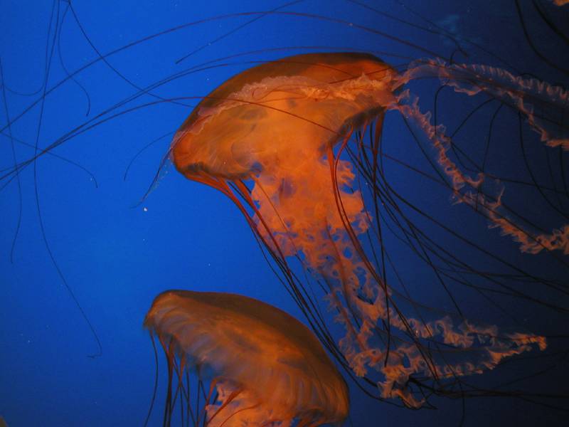 Jellyfish