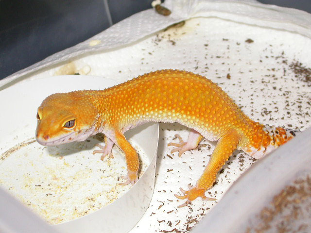 Jett just laid eggs and she's hungry!