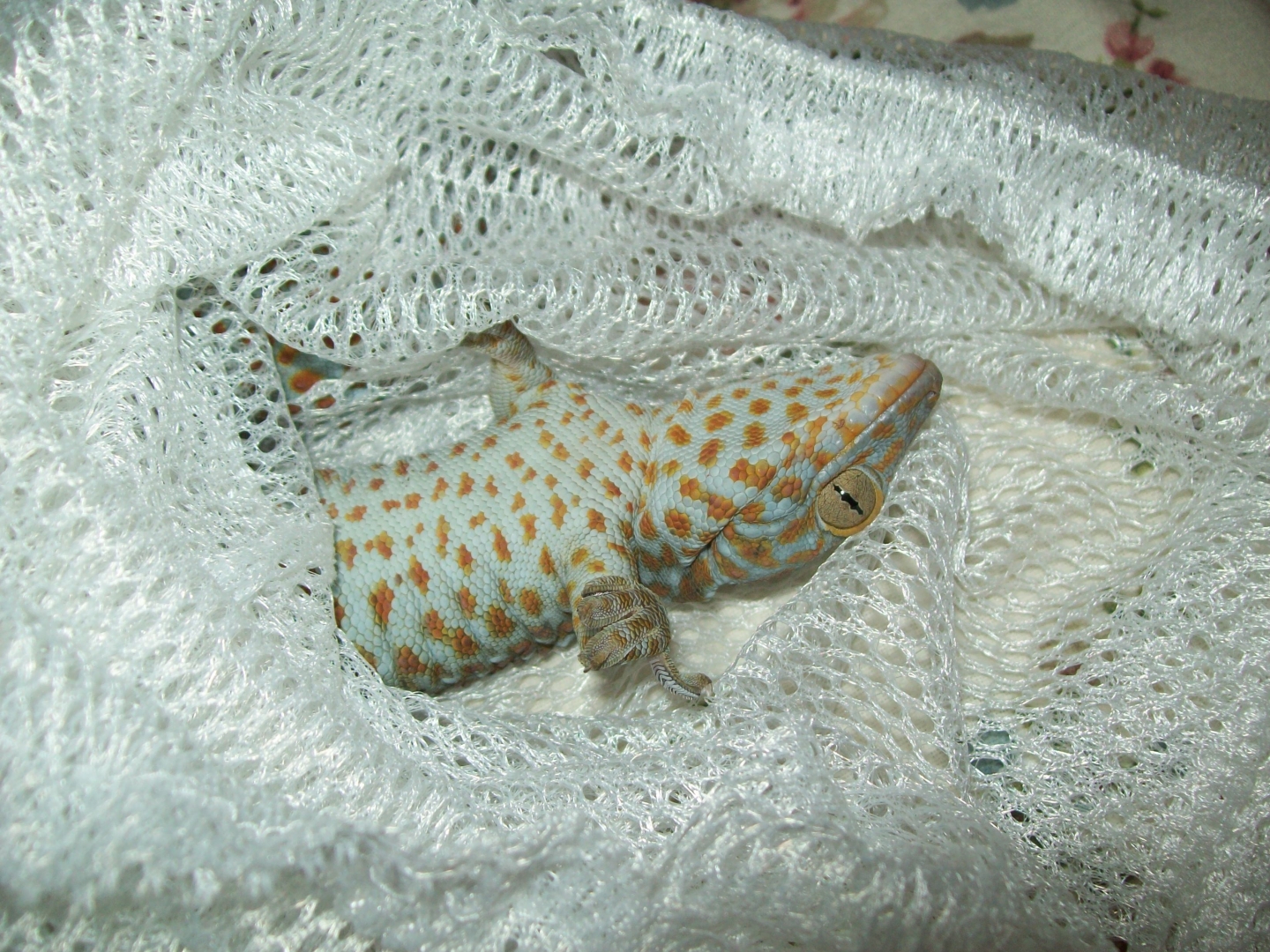 jewel