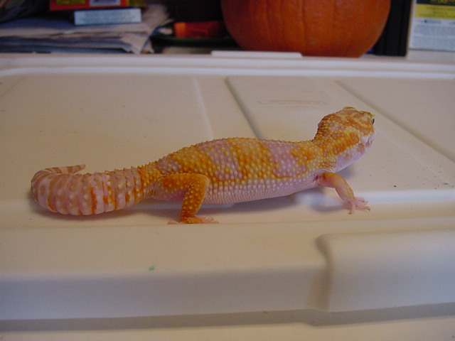 JG_albinos_008