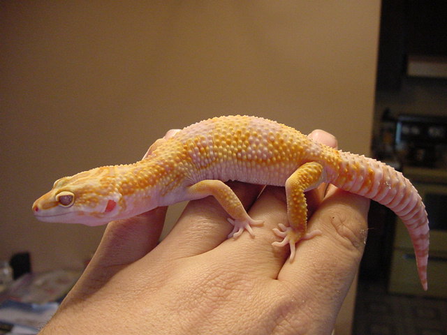 JG_albinos_009