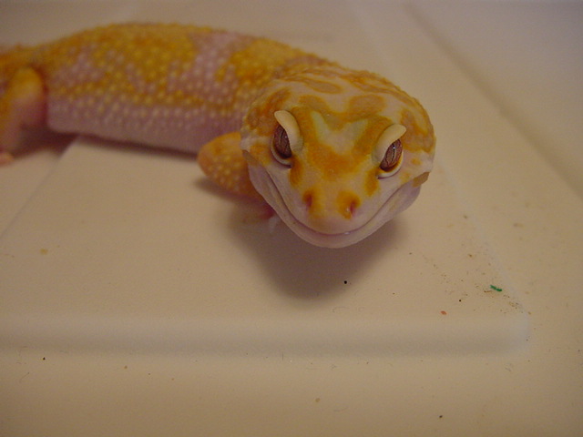 JG_albinos_014
