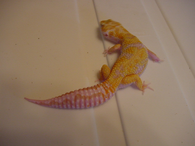 JG_albinos_015
