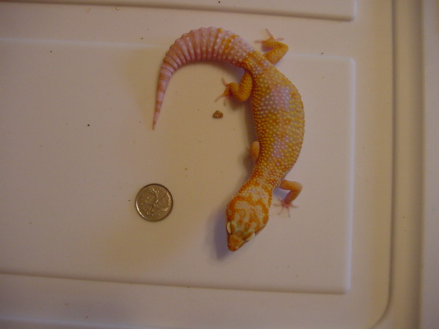JG_albinos_022