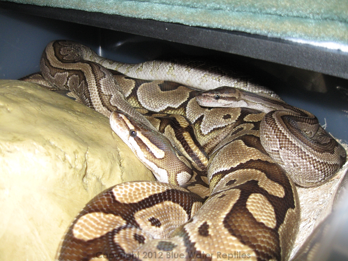 Jinx and Delilah