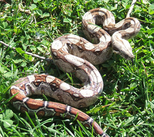 Jo in the grass