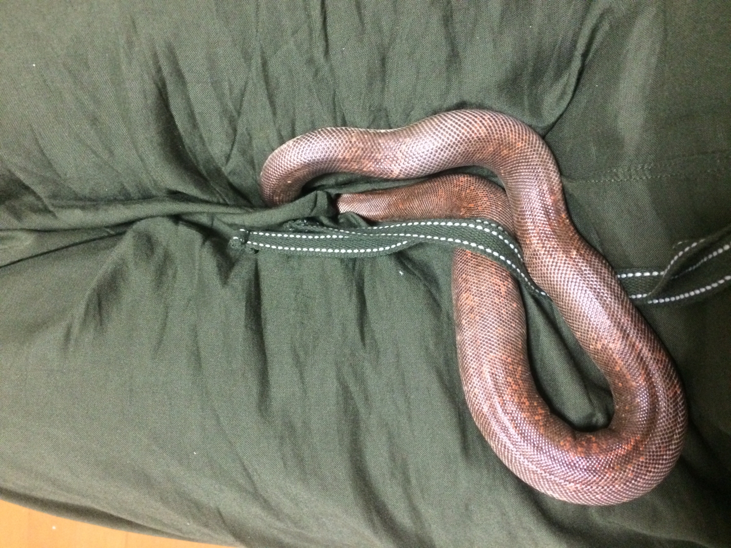 Joe the Indian sand boa