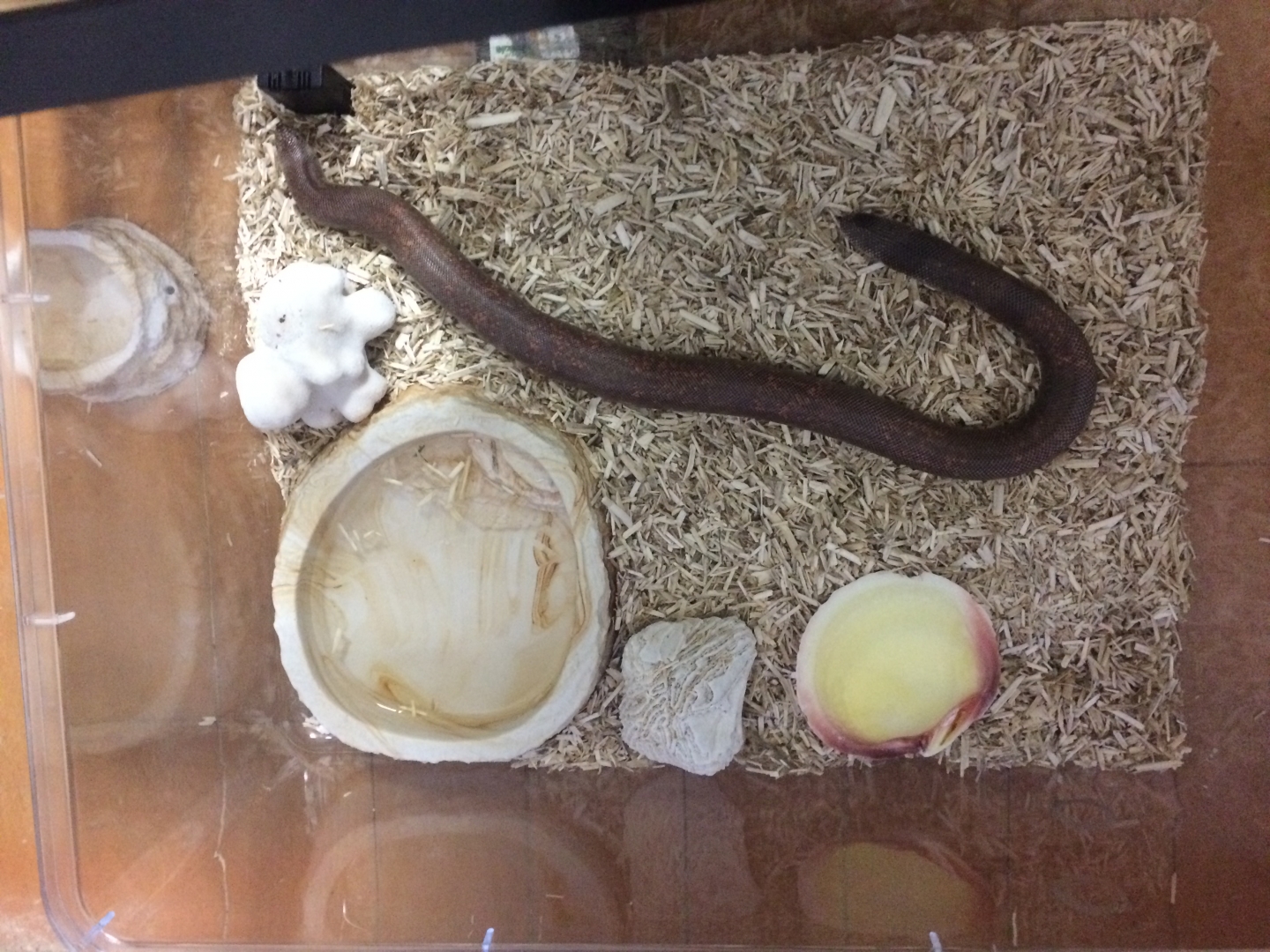 Joe the Indian sand boa
