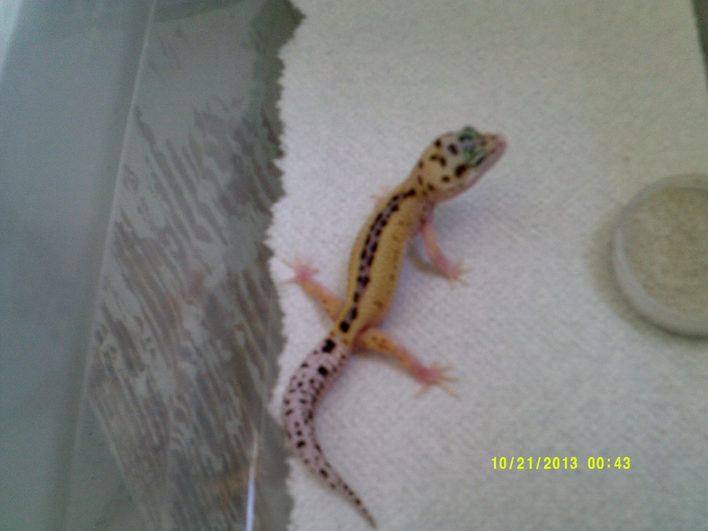 Johns_Exotics_008
