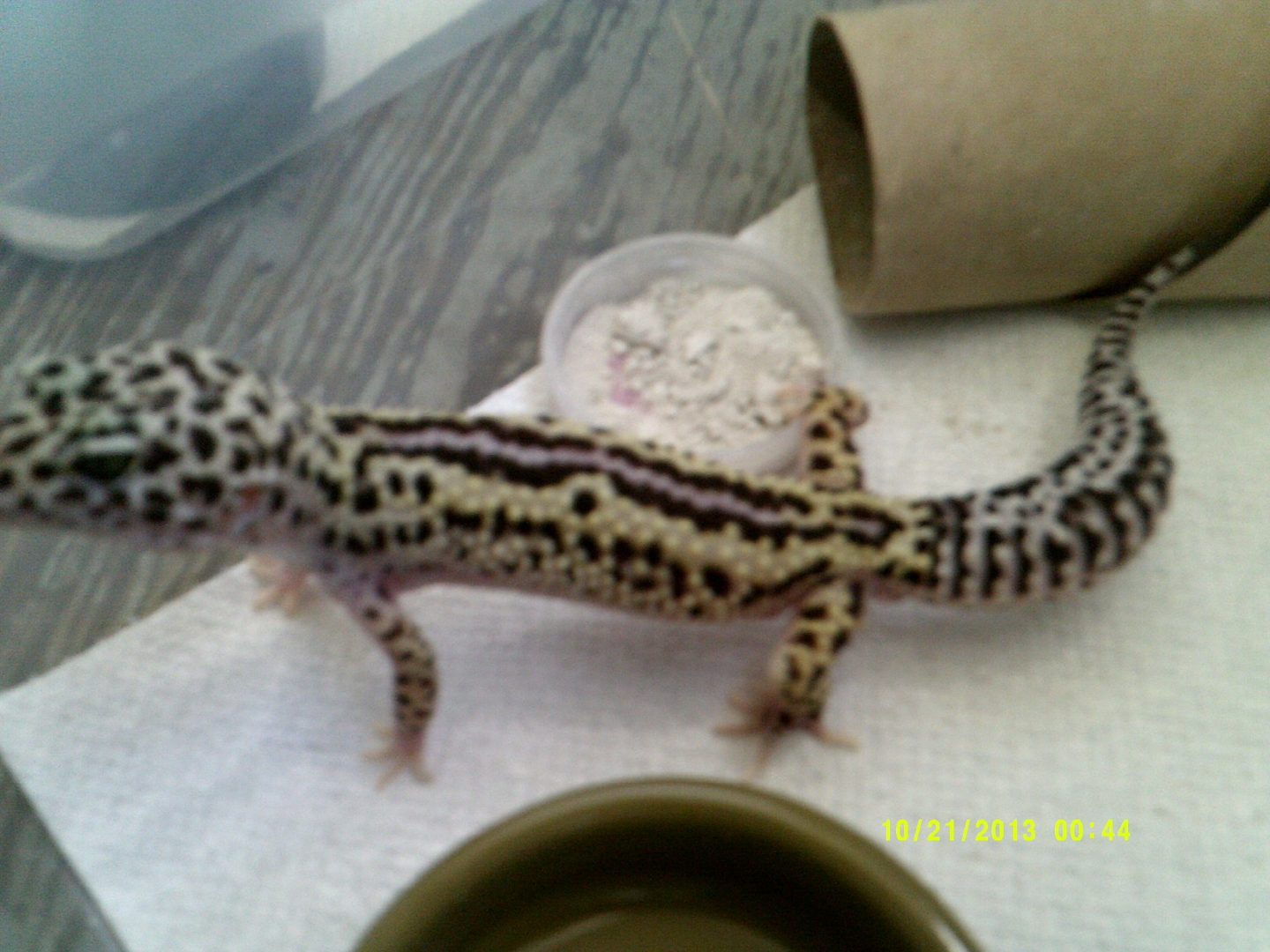 Johns_Exotics_013