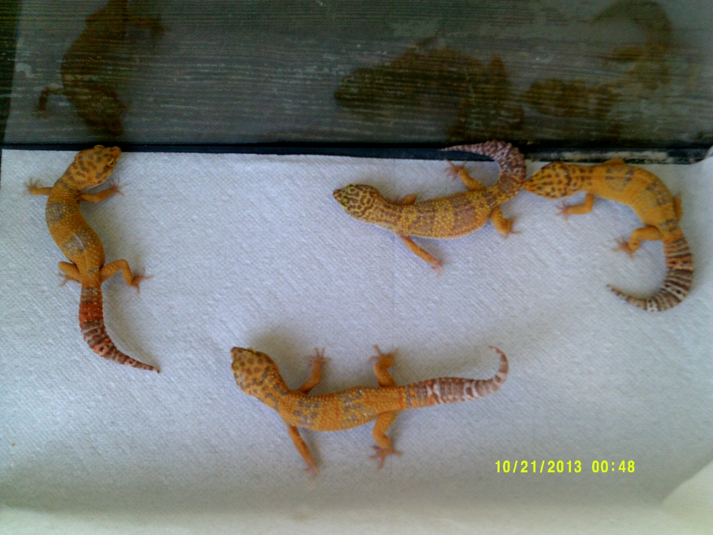 Johns_Exotics_015
