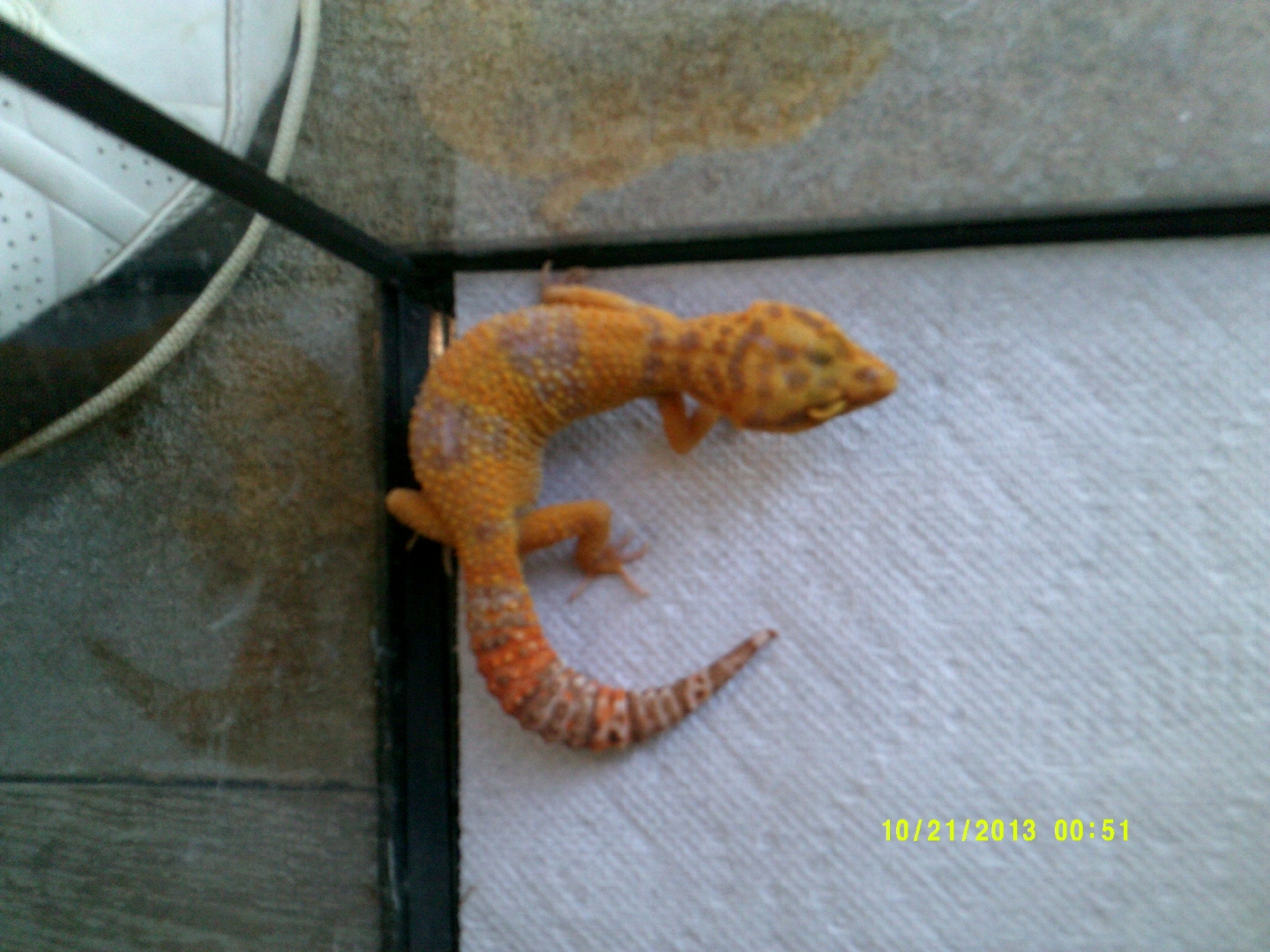 Johns_Exotics_025