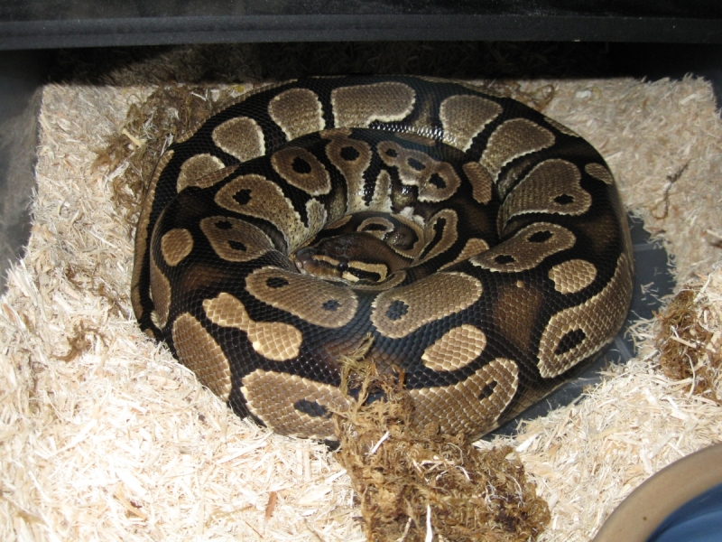 Juliet 24 days POS