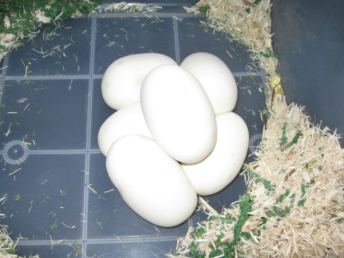 Juliet and Samson's Clutch 2010