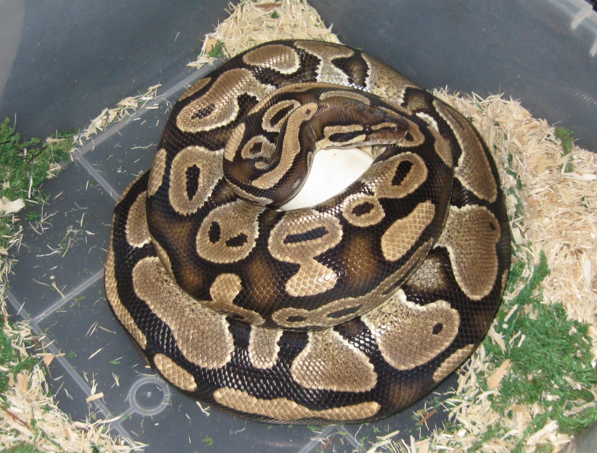 Juliet and Samson's Clutch 2010