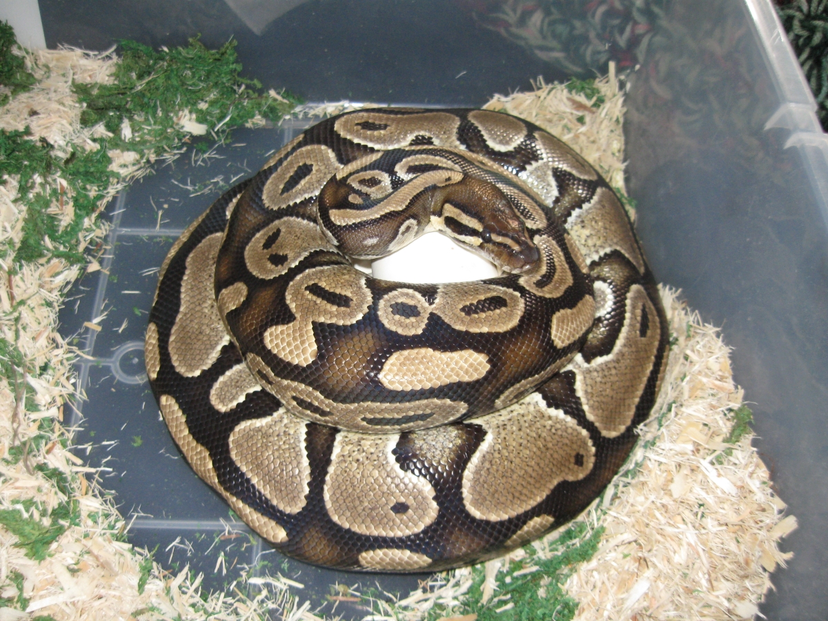 Juliet and Samson's Clutch 2010