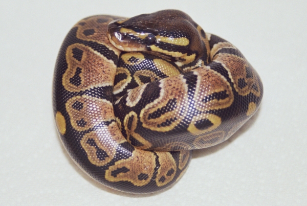 Juliet Baby #1