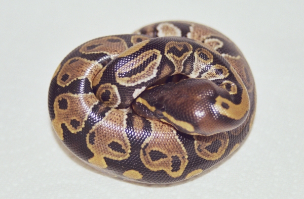 Juliet Baby #3