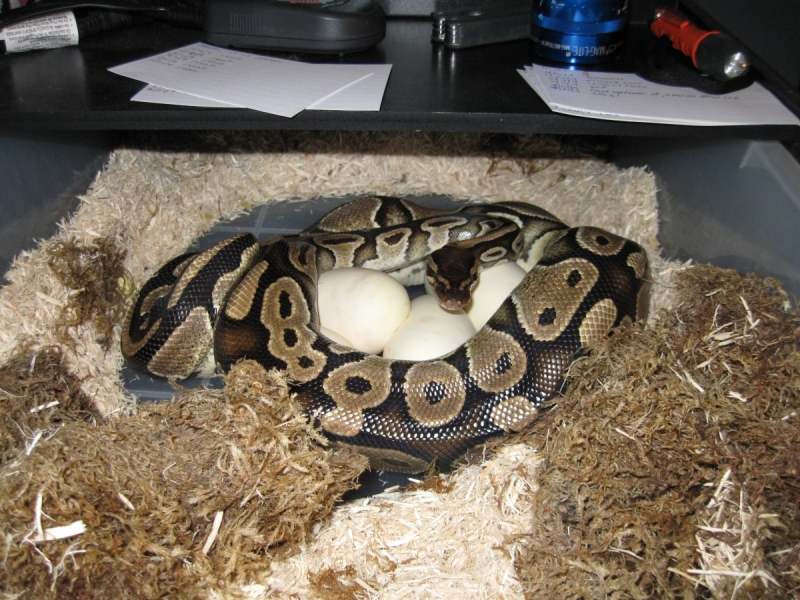 Juliet finally lays her eggs