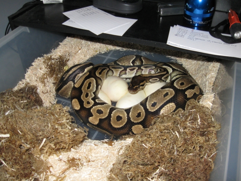 Juliet finally lays her eggs