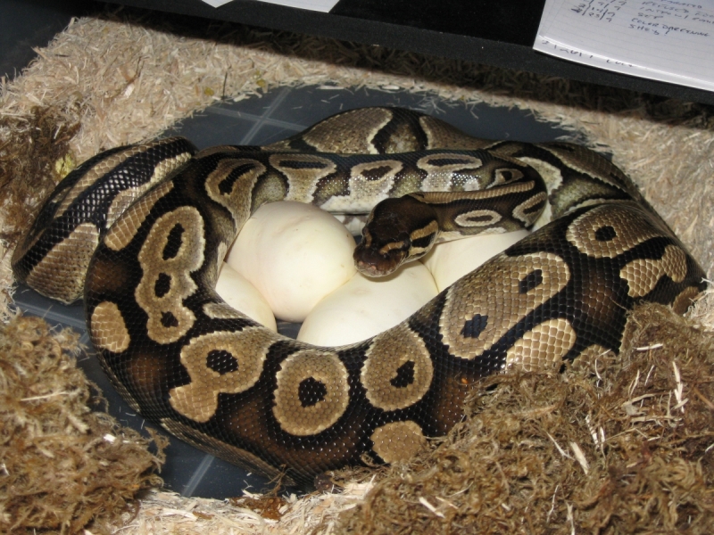 Juliet finally lays her eggs