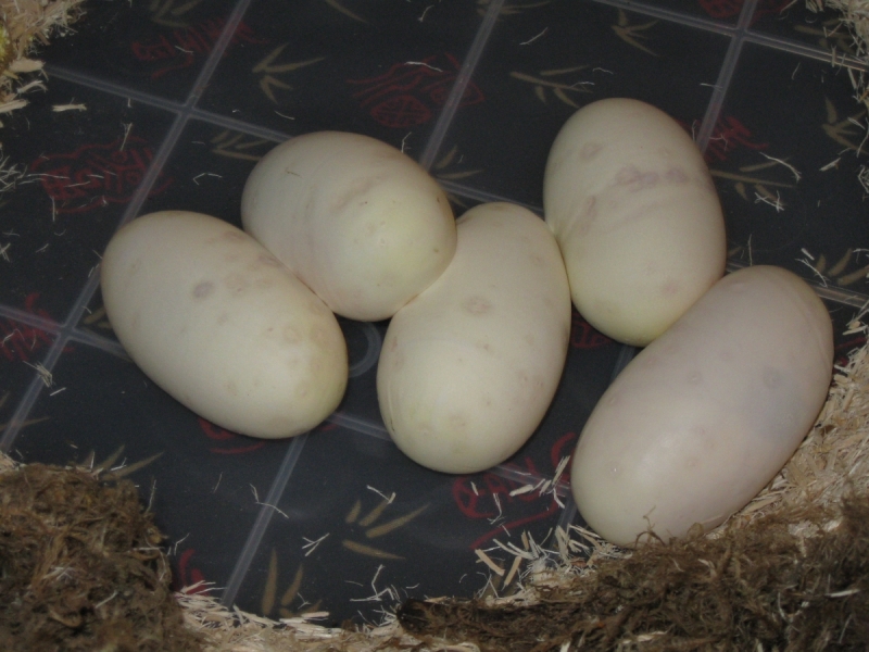 Juliet finally lays her eggs
