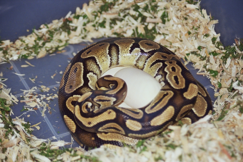 Juliet guarding eggs
