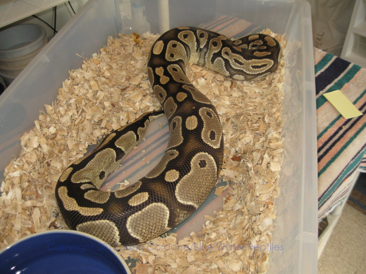 Juliet Ovulation 3-3-12