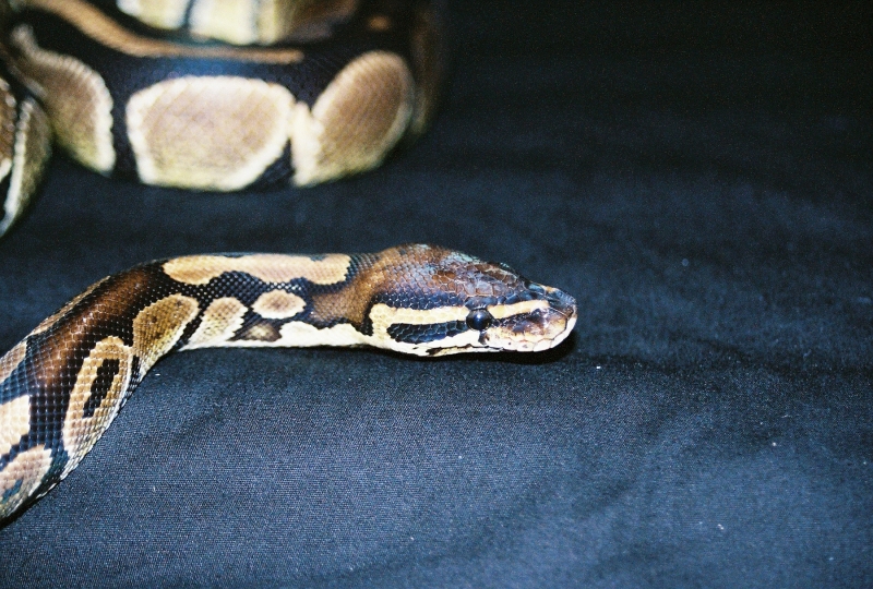 Juliet