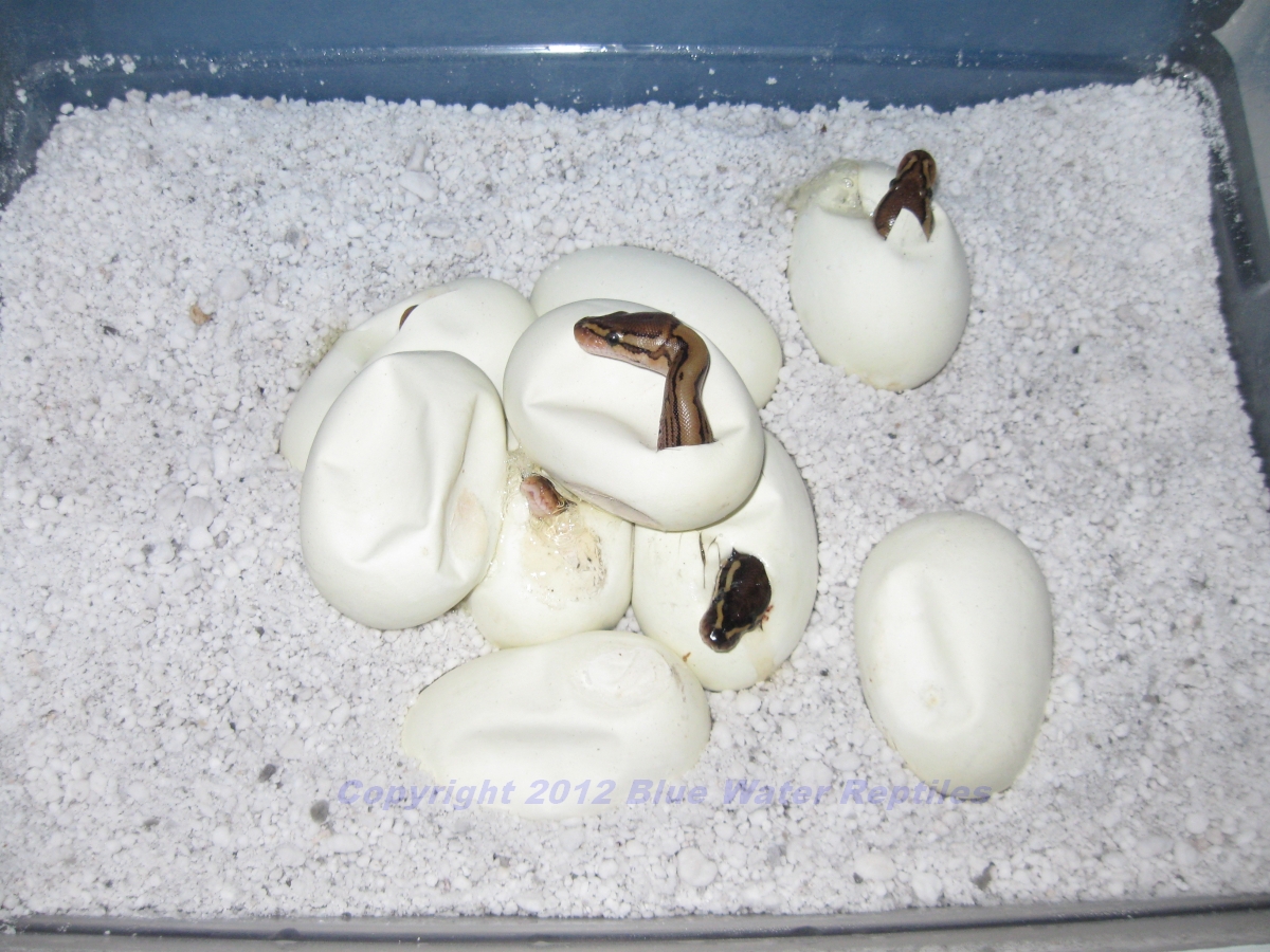 Juliets babies 2012