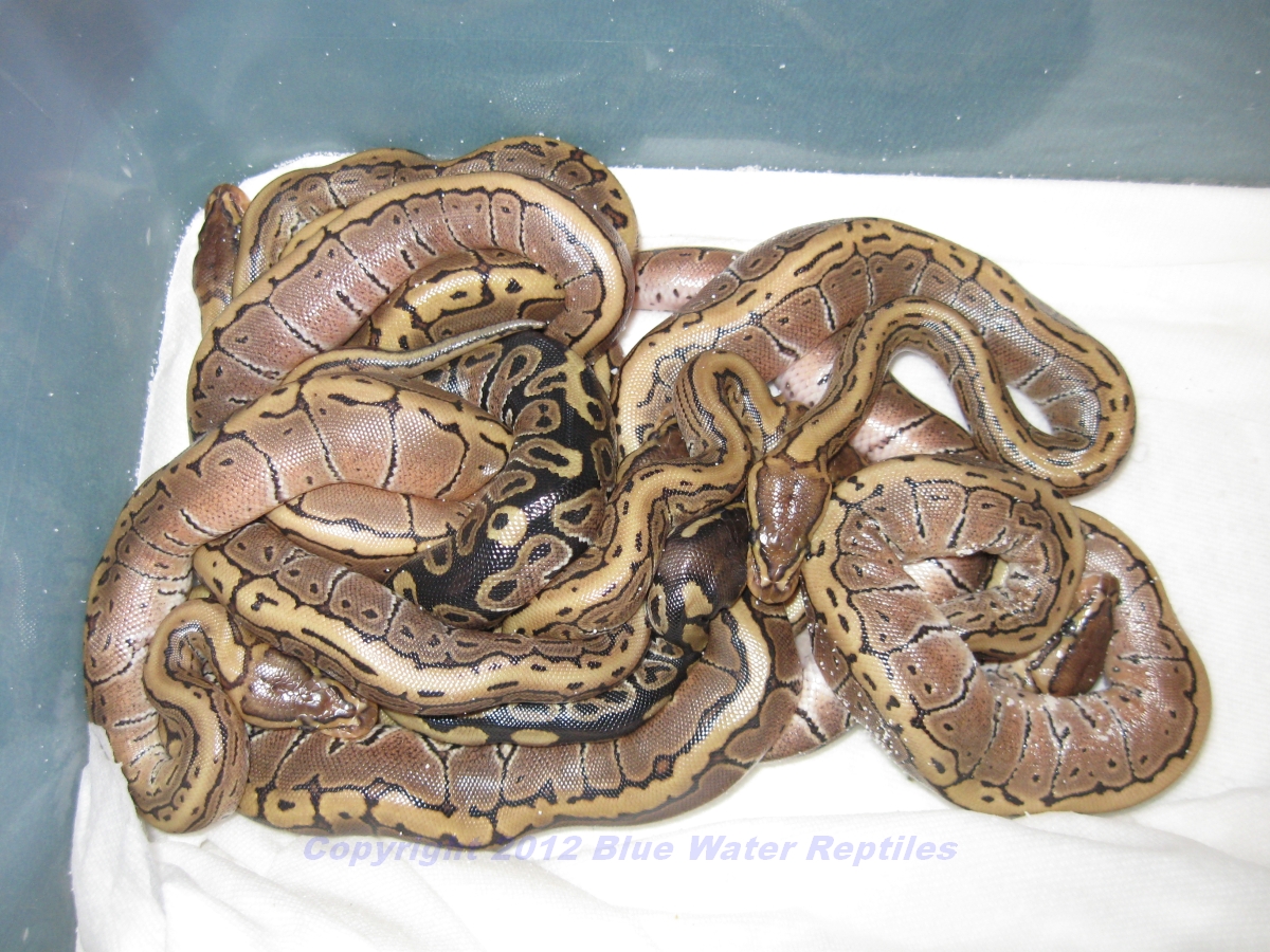 Juliets babies 2012